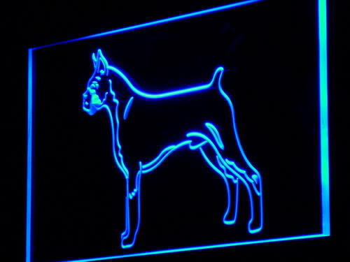 Boxer Dog Pet Shop Lure Display Neon Light Sign